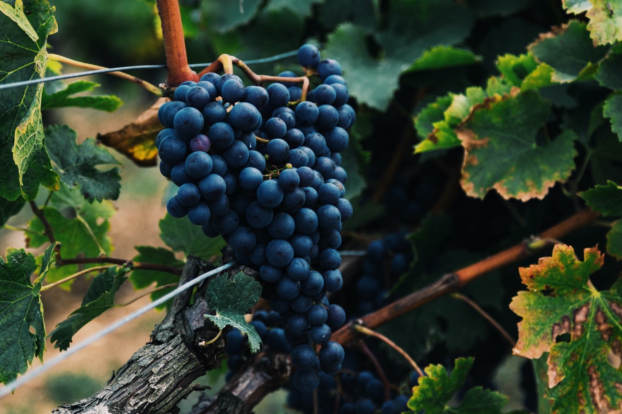 Valpolicella Ripasso