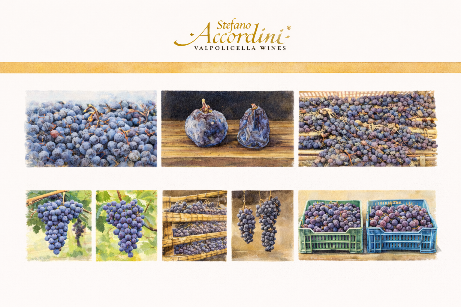 AI Illustration of the Appassimento Method inspired by an Inphographic by the winery Stefano Accordini
