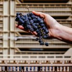 Amarone della Valpolicella DOCG 2018 - Image 2